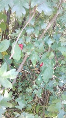 Crataegus monogyna