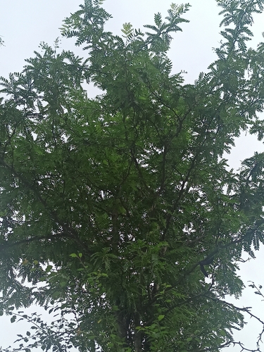 honey locust