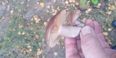 Lactarius flexuosus
