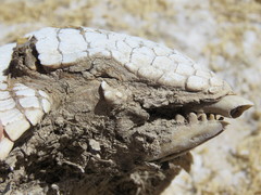 Chaetophractus vellerosus