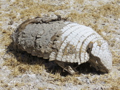 Chaetophractus vellerosus