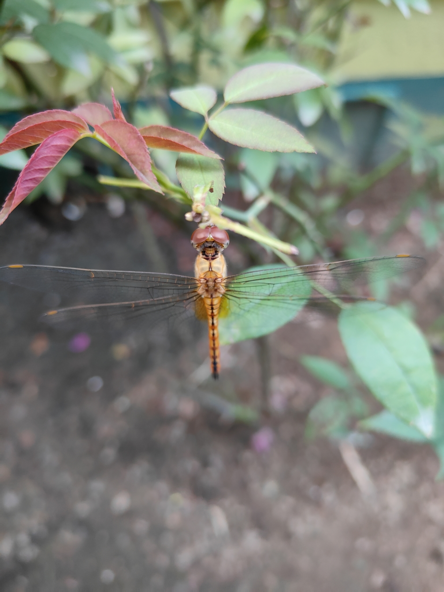 Globe Skimmer