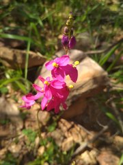 Ixia scillaris