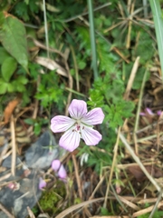 Geranium hayatanum