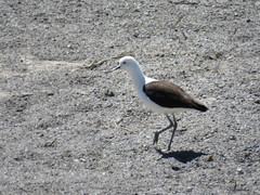 Recurvirostra andina