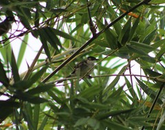 Pycnonotus sinensis hainanus