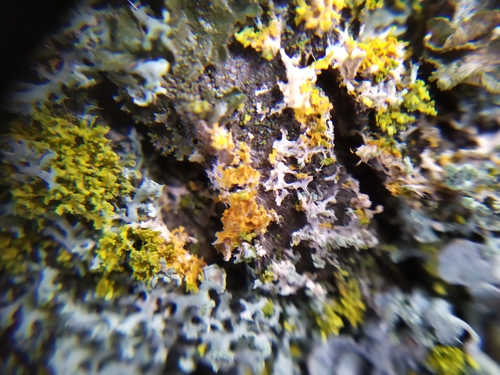 cobweb duster (Athelia arachnoidea)