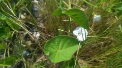 Ipomoea biflora