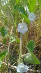 Ipomoea biflora