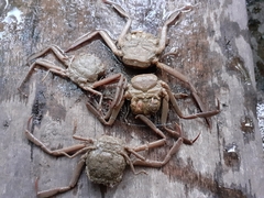 Dorippoides facchino