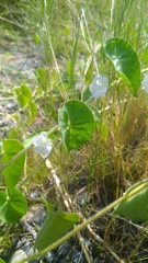 Ipomoea biflora