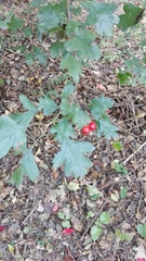 Crataegus monogyna