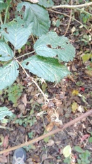 Rubus ulmifolius