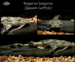 Dwarf Goonch photo 4