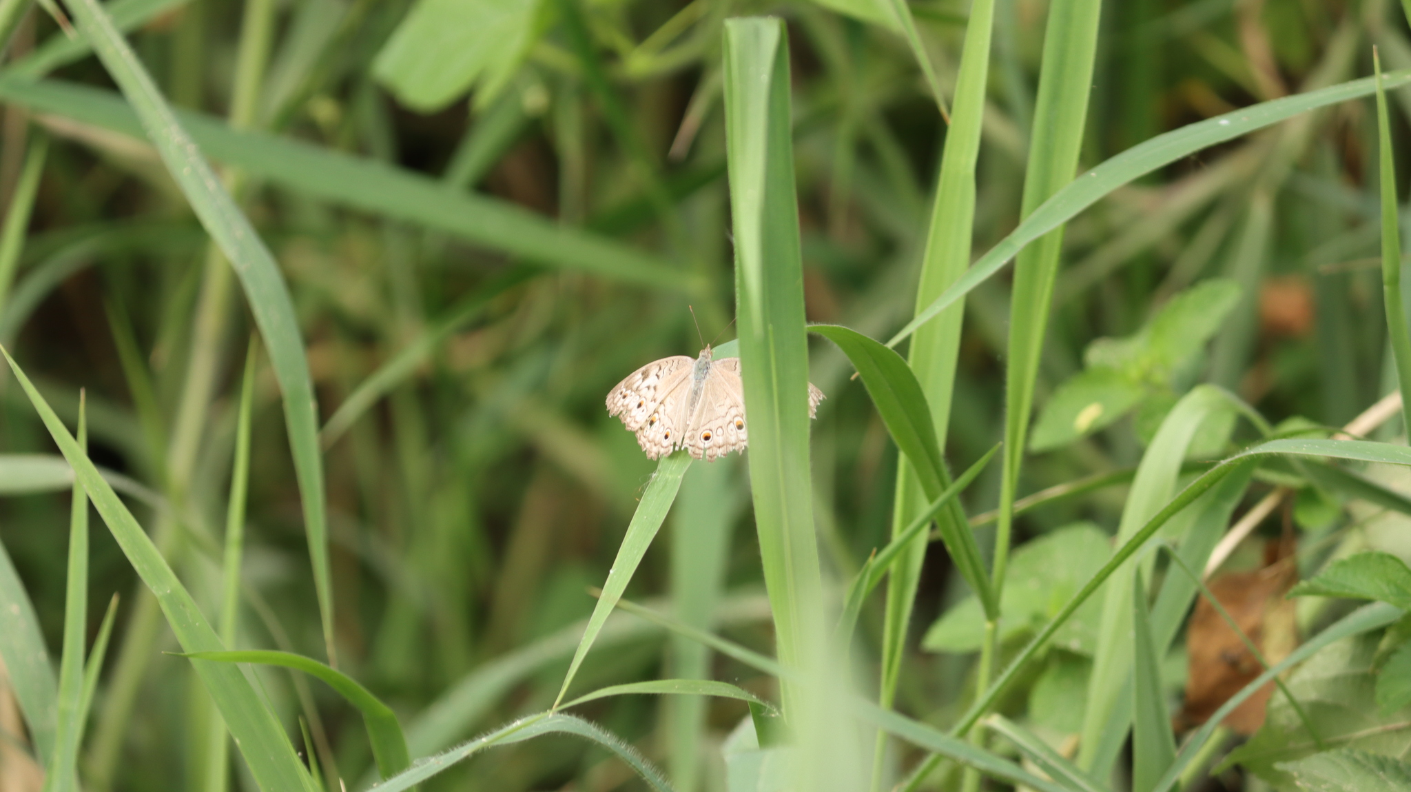 Grey Pansy