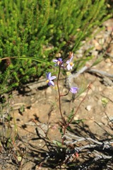 Cyanella hyacinthoides
