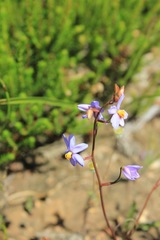 Cyanella hyacinthoides