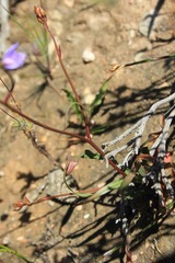 Cyanella hyacinthoides