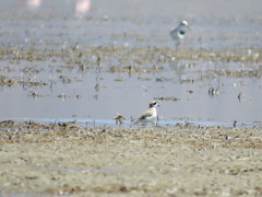Charadrius alticola
