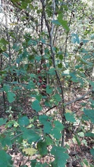 Crataegus monogyna