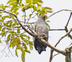 Helicolestes hamatus