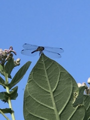 Erythrodiplax umbrata