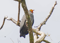 Helicolestes hamatus