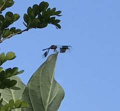 Erythrodiplax umbrata