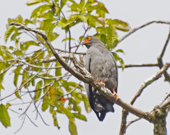 Helicolestes hamatus