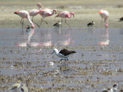 Recurvirostra andina