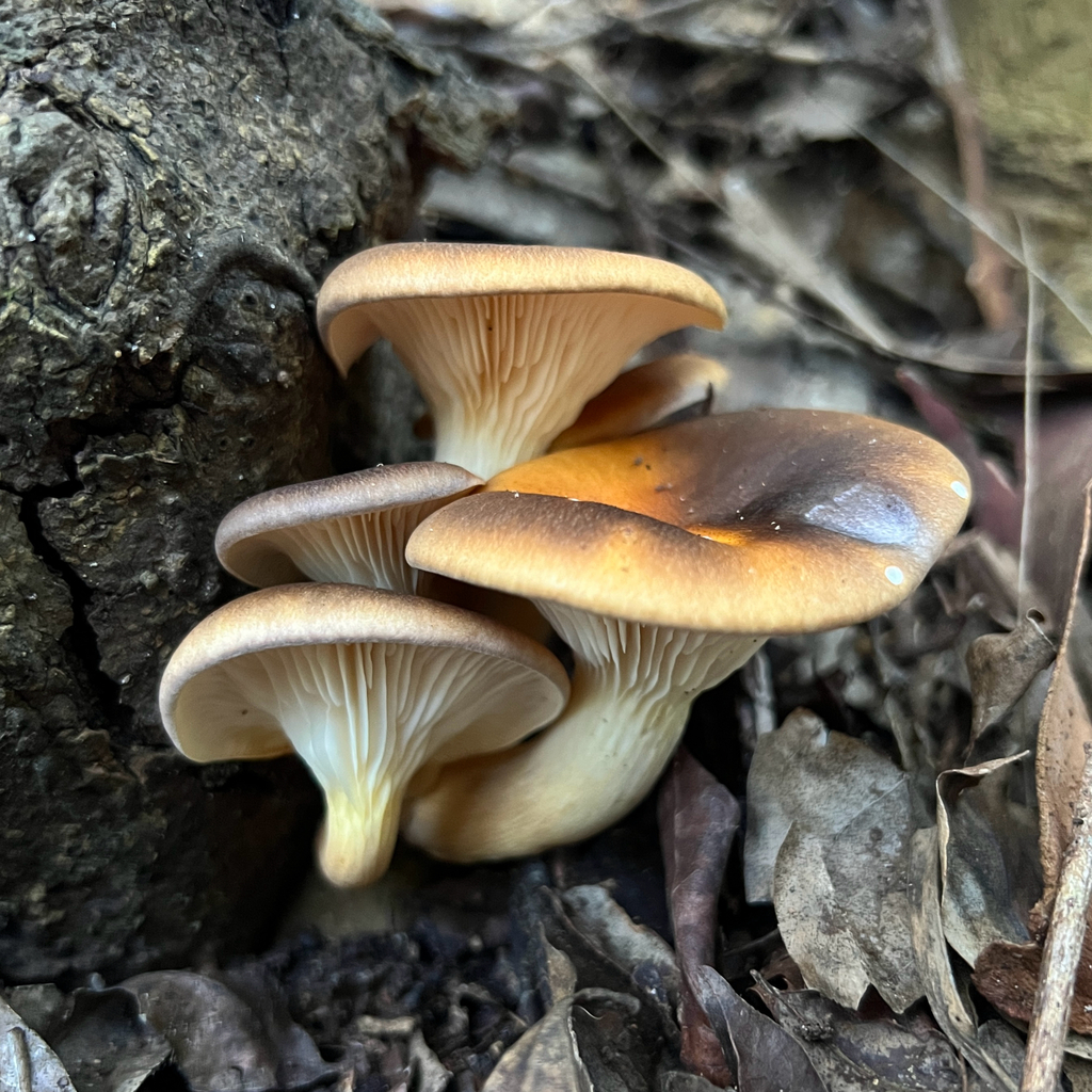 Omphalotus nidiformis · June 2025 · photo: © douch (iNaturalist, cc-by-sa)