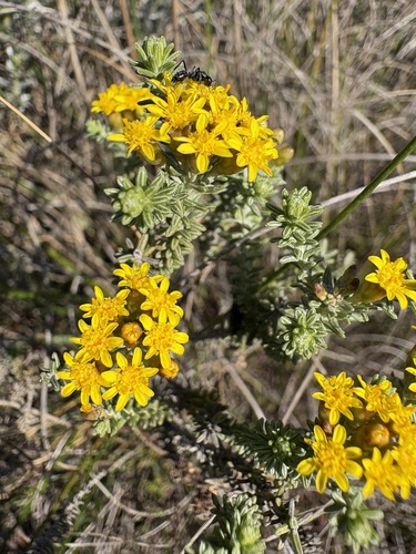 Crossleaf Perdekaroo (Oedera garnotii)