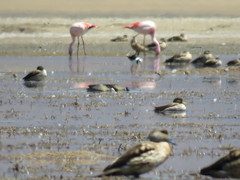 Anas flavirostris oxyptera