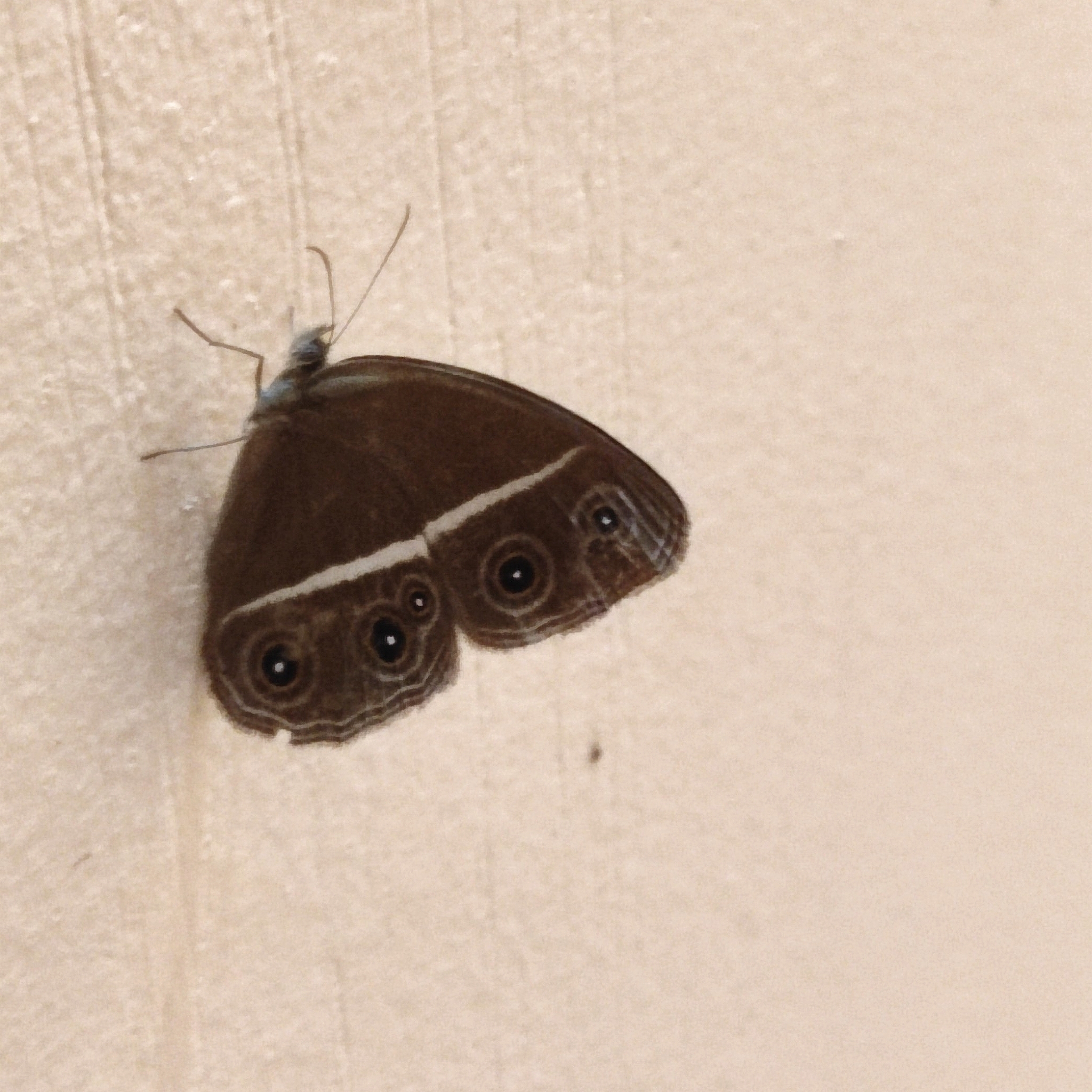 Dark-Branded Bushbrown