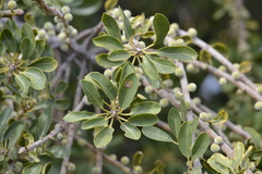Ficus burkei