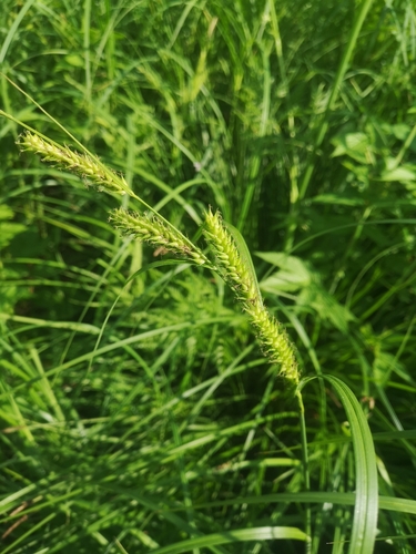 Wheat sedge (Carex atherodes)