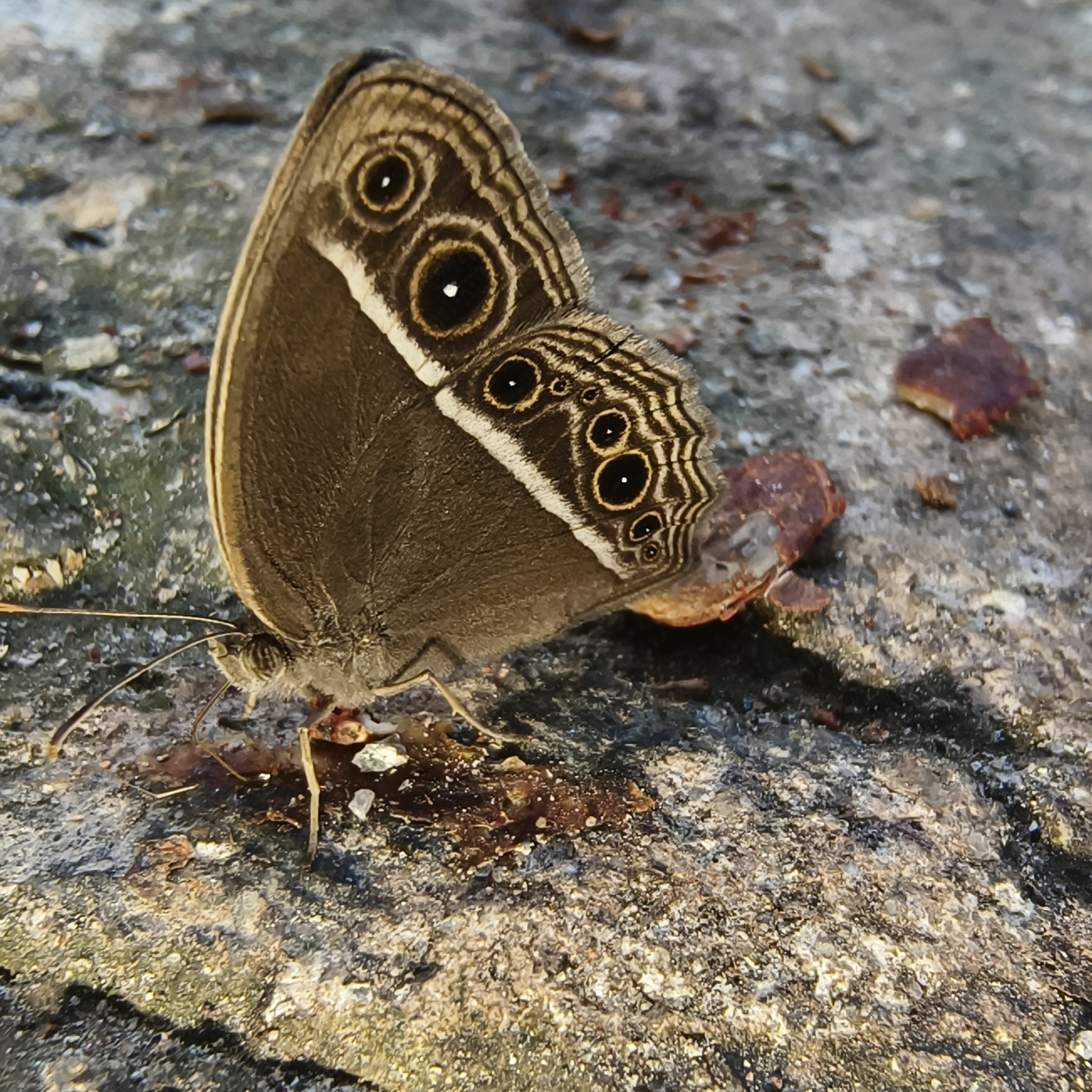 Dark-Branded Bushbrown