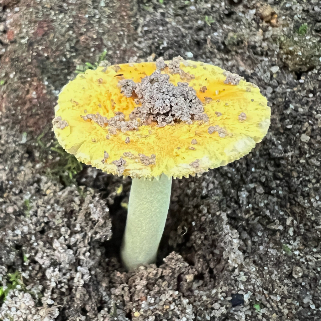 Amanita xanthocephala · June 2025 · photo: © douch (iNaturalist, cc-by-sa)