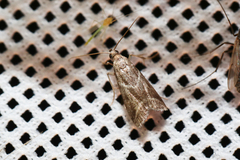 Nyctegretis triangulella