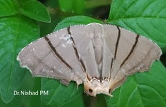 Orudiza protheclaria