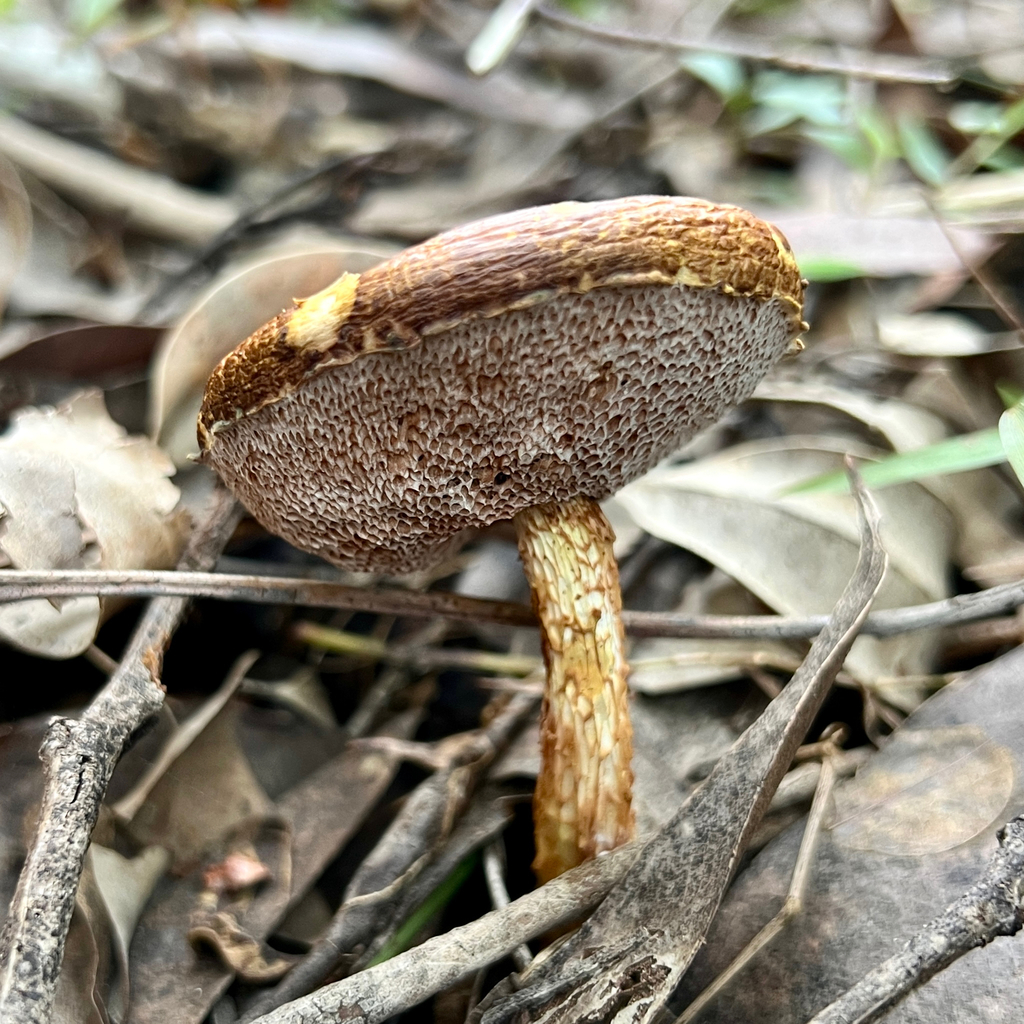 Austroboletus lacunosus · June 2025 · photo: © douch (iNaturalist, cc-by-sa)
