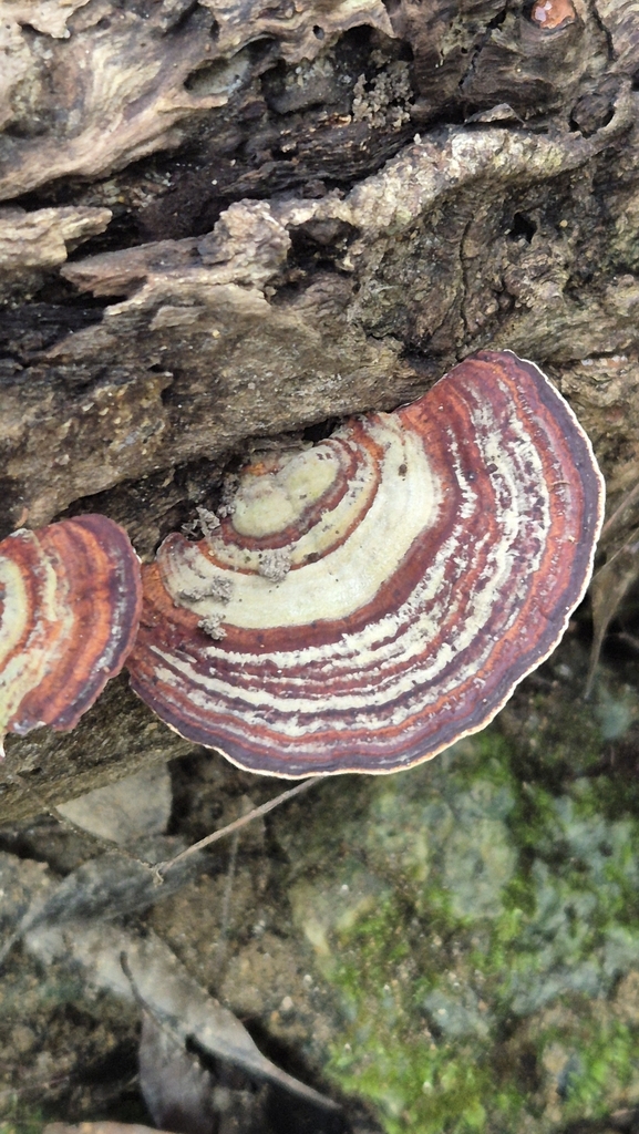 Microporus affinis · June 2025 · photo: © karliatje (iNaturalist, cc-by)