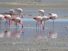 Phoenicoparrus jamesi