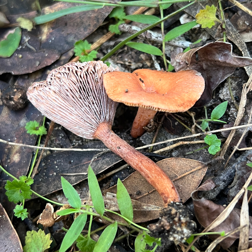 Lactarius eucalypti · June 2025 · photo: © douch (iNaturalist, cc-by-sa)