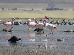 Phoenicoparrus jamesi