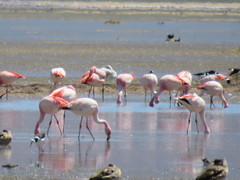 Phoenicoparrus jamesi