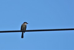 Pycnonotus sinensis hainanus