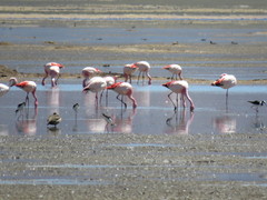 Phoenicoparrus jamesi