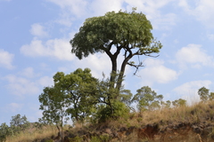 Cussonia paniculata sinuata
