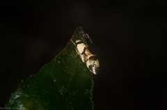 Coesyra hemiphragma